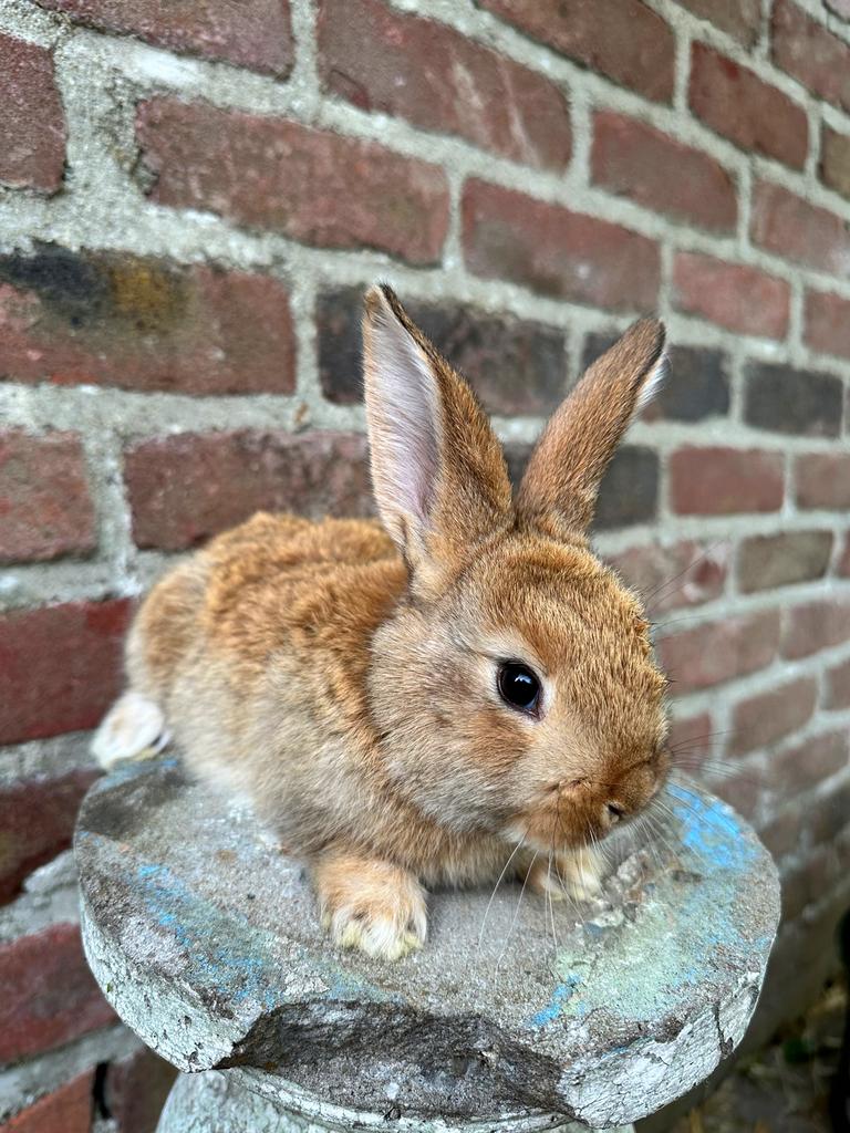 Raszuivere Vlaamse reuzen, Grand