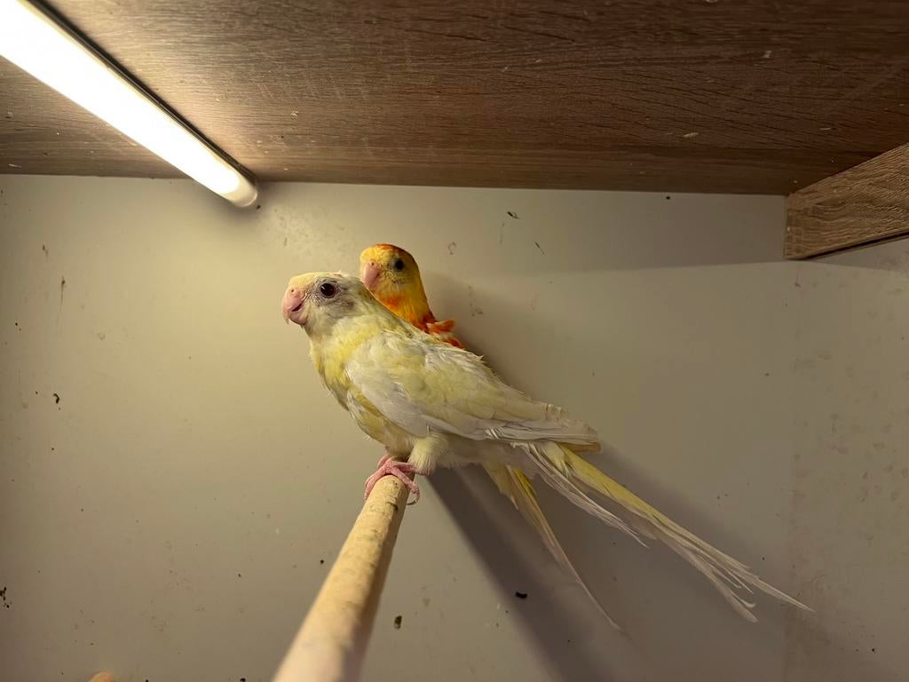 Paire de lunettes rouges