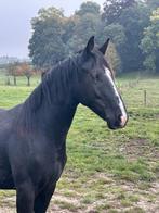 lieve 2j dressuur hengst, Dieren en Toebehoren, Paarden, Met stamboom, Dressuurpaard, 0 tot 2 jaar, Hengst