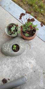 Planten, Tuin en Terras, Ophalen