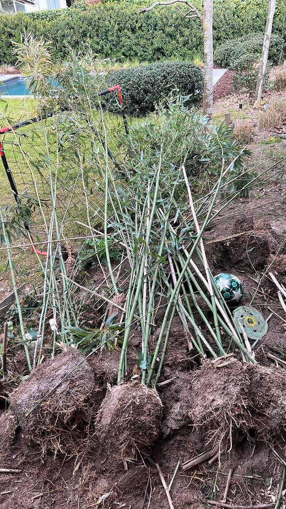 Gratis bamboe uitgestoken. Snel ophalen!, Ophalen