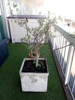 Olivier dans bac pour terrasse ou jardin, Balcon, 70 cm ou plus, 25 à 40 cm, Carré