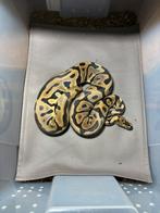 Python reguis lot, Dieren en Toebehoren, Slang, Tam, 0 tot 2 jaar