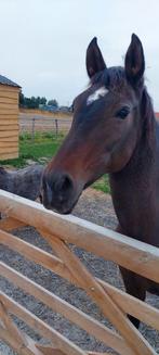 wandelpaard, fokmerrie, therapie paard, Merrie