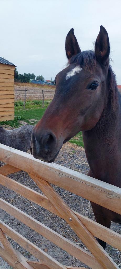 wandelpaard, fokmerrie, therapie paard, Dieren en Toebehoren, Paarden en Pony's | Dekhengsten en Fokmerries, Merrie