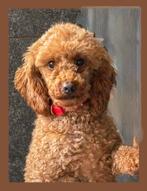 Poedel teefje!, Dieren en Toebehoren, Poedel, Fokker | Hobbymatig, Buitenland, Teef