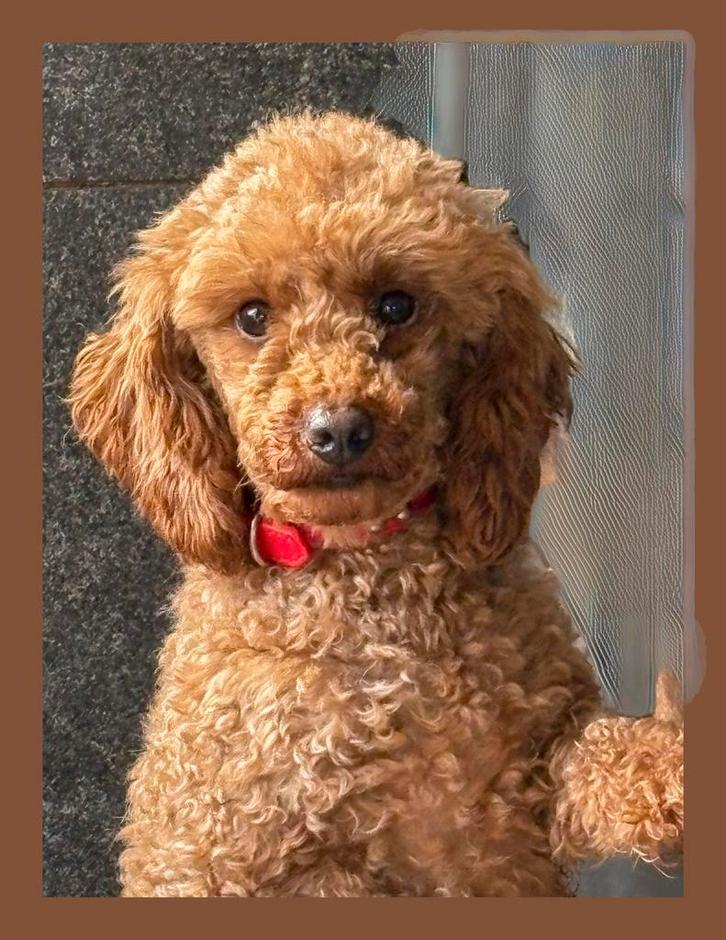 Poedel teefje!, Animaux & Accessoires, Chiens | Chihuahuas & Chiens de compagnie, Chienne, Caniche, Éleveur | Loisir, Un chien