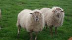 schapen, Dieren en Toebehoren, Schaap