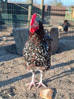 Haan sussex speckled, Mâle, Poule ou poulet