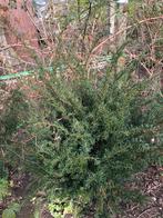 Plant nu taxus 9euro, Enlèvement ou Envoi, Taxus