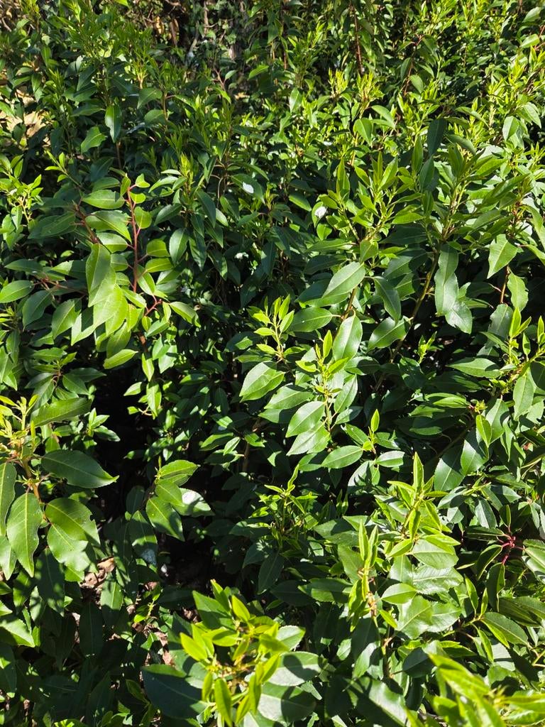 Portugese laurier te koop schiet al mooi uit! Haagplanten, Ophalen of Verzenden, Laurier, Haag