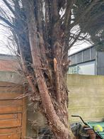 Gratis grote boom voor brandhout, Ophalen