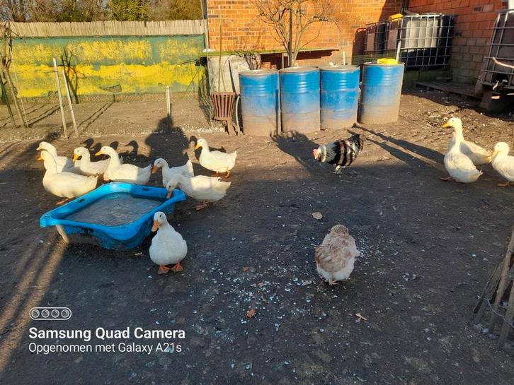 Broedeieren Pekingeenden, Dieren en Toebehoren, Pluimvee, Eend