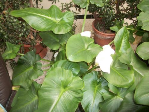 Aronskelk of Calla planten klein en groot, Tuin en Terras, Planten | Tuinplanten, Vaste plant, Overige soorten, Volle zon, Ophalen