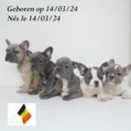 Franse Bulldog pups te koop (belgisch), CDV (hondenziekte), Meerdere, 8 tot 15 weken, België