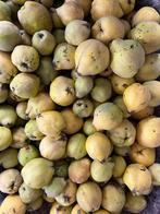 Kweepeer  1 euro per kilo, Tuin en Terras, Ophalen