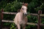 Arabisch volbloed hengstje, Dieren en Toebehoren, Hengst, Niet van toepassing, Gechipt, 0 tot 2 jaar