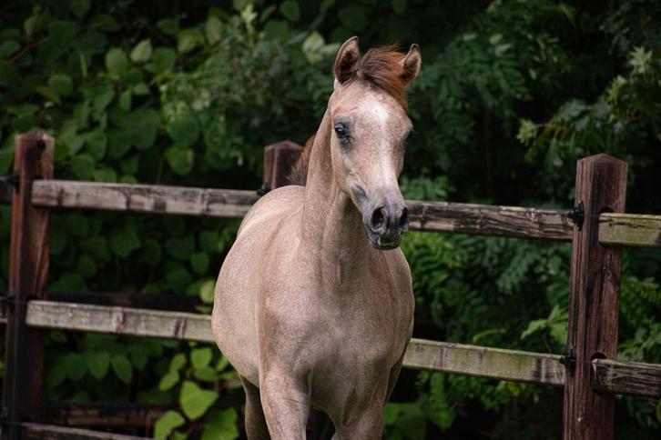 Arabisch volbloed hengstje, Dieren en Toebehoren, Pony's, Hengst, Niet van toepassing, 0 tot 2 jaar, Met stamboom, Gechipt, Ontwormd