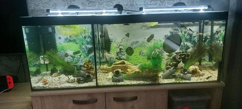 vissen, Dieren en Toebehoren, Vissen | Aquaria en Toebehoren, Gebruikt, Gevuld zoetwateraquarium, Ophalen