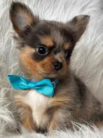 Kleinblijvende chihuahua pups, België, CDV (hondenziekte), 8 tot 15 weken, Meerdere