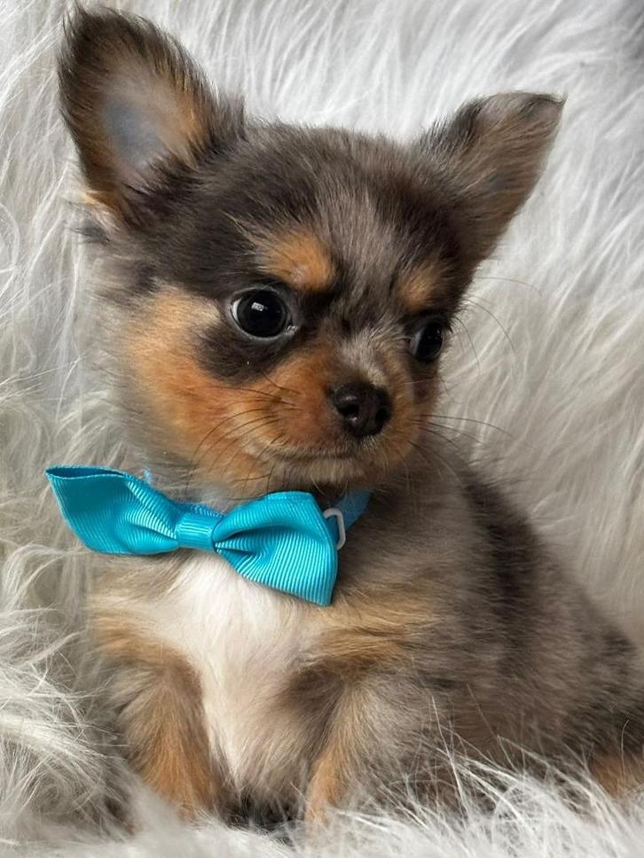 Kleinblijvende chihuahua pups, Dieren en Toebehoren, Honden | Chihuahua's en Gezelschapshonden, Meerdere dieren, Chihuahua, Fokker | Professioneel