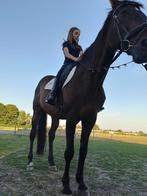wandelpaard, Animaux & Accessoires, Chevaux, Avec pedigree, 11 ans ou plus, Hongre, Cheval de saut
