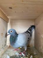 Duivin, Dieren en Toebehoren, Vrouwelijk, Postduif