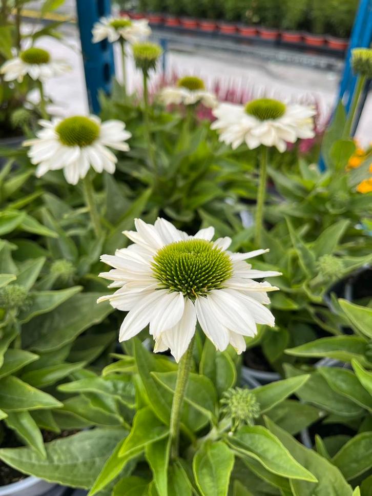 Echinacea SunSeekers ‘Alba’ P17cm, Tuin en Terras, Planten | Tuinplanten, Vaste plant, Volle zon, Zomer, Ophalen