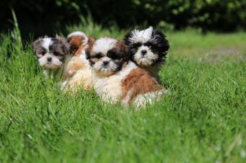 Shih Tzu puppy, eigen kweek, tricolor en zwart-wit