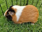 Koppeltje cavia, Dieren en Toebehoren, Knaagdieren, Cavia