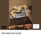 Boa imperator jungle, Animaux & Accessoires, Reptiles & Amphibiens, Serpent