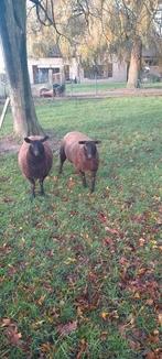 2 ooi lammeren, Dieren en Toebehoren