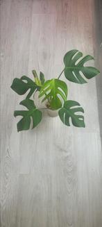 Monstera deliciosa aurea, Ophalen