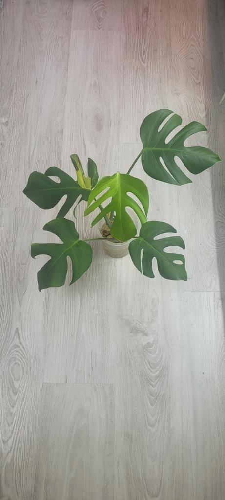 Monstera deliciosa aurea, Huis en Inrichting, Kamerplanten, Ophalen