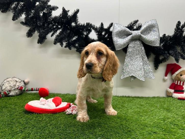 Engelse Cocker Spaniel pups, Dieren en Toebehoren, Honden | Retrievers, Spaniëls en Waterhonden, Meerdere dieren, Spaniël, Fokker | Professioneel
