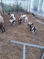 Lammen/baggerbonte/ooi/ram/lam/schaap, Mouton, 0 à 2 ans