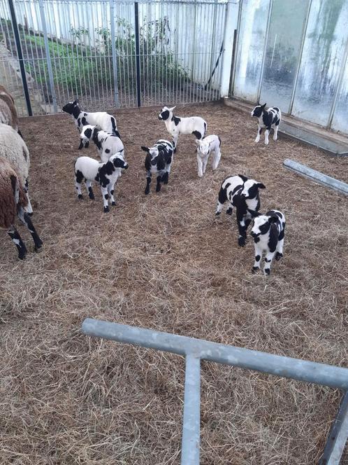 Lammen/baggerbonte/ooi/ram/lam/schaap, Animaux & Accessoires, Moutons, Chèvres & Cochons, Mouton, 0 à 2 ans