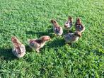 Barnevelder Kriel Dubbelgezoomd kuikens eendagskuikens henne, Kip