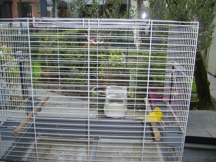 kanarieman in ruime kooi, Dieren en Toebehoren, Vogels | Kanaries, Kleurkanarie, Mannelijk