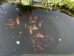 Goudvissen, Dieren en Toebehoren, Goudvis(sen)