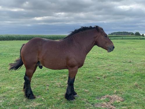 Comtois Dekhengsten - Seizoen 2025, Dieren en Toebehoren, Paarden en Pony's | Dekhengsten en Fokmerries, Hengst