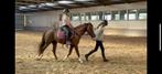 C-pony 5j hengst, net zadekmak, Dieren en Toebehoren, Hengst, Zadelmak