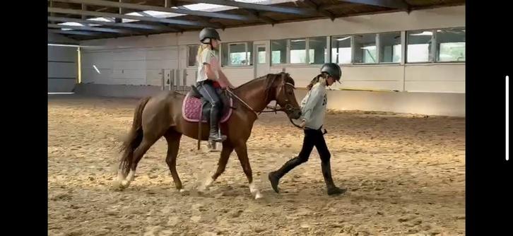 C-pony 5j hengst, net zadekmak, Dieren en Toebehoren, Pony's, Hengst, Zadelmak
