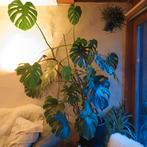 Grote mooie monstera kamerplant te koop, Maison & Meubles, Plantes d'intérieur, Enlèvement