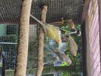 Vogels, Dieren en Toebehoren, Meerdere dieren, Parkiet, Geringd