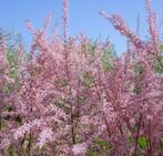 Tamaris, Vaste plant, Halfschaduw, Lente, Ophalen