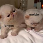 Persische kittens, Dieren en Toebehoren, Katten en Kittens | Raskatten | Langhaar, Meerdere dieren, Ontwormd, 0 tot 2 jaar
