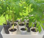 13 plants de Tomates 2024 à vendre. 8 €, Jardin & Terrasse, Enlèvement