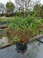 Kamperfoelie, Tuin en Terras, Ophalen