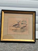 lithographie canard huppe signe e giroux, Enlèvement ou Envoi